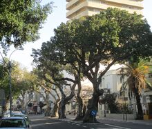 שקמים ברחוב המלך ג'ורג' בתל אביב